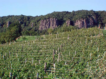 a vineyard with basalt rock in the background, Badacsony Hill