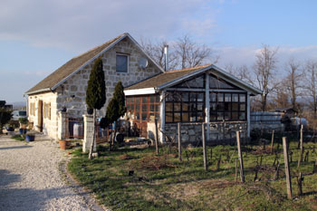 A vineyard in Etyek