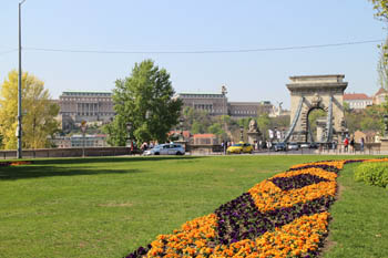 yellow and dark purple flower bed in the park, the Chain Bridge in the background