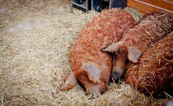 3 pigs with red fur lying next to each other on straw