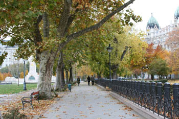 plane trees lining a walkway on Szabadsag Square in late autuman