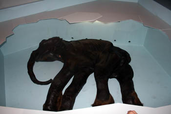 body of a preserved baby mammoth from the Ice Age