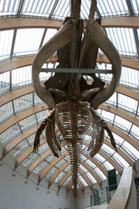 a whale skeleton hanging from the glassed ceiling of the museum, photographed from below