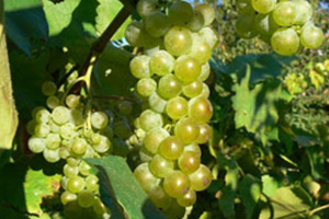 grape021