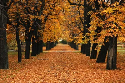 golden leaves on the ground in autumn in the cemetery