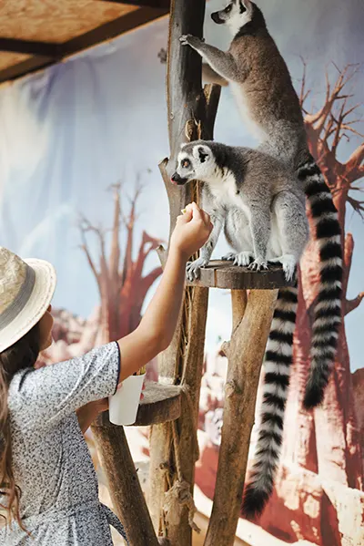 girl feeding lemur in budapest zoo