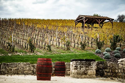 rows of vine possibly late autumn in Etyek