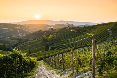 rolling, green hills of vineyards somewhere in Hungary, at sunset