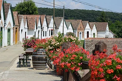 white-washed wine cellar row in Vilány village, potted, red geraniums on the roadside