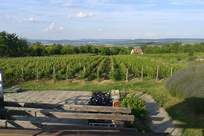 a vineyard with neat rows of green grapevines