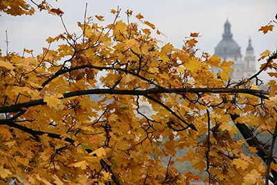 yellow foliage in November, the dome of Budapest's Basilica is visible in the background