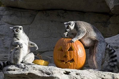 two racoons playing with a pumpkin lantern in the Zoo