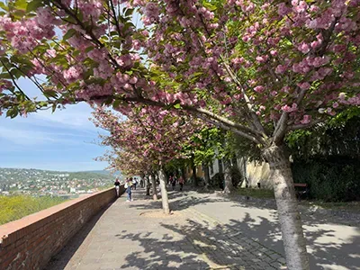 blossoming cherry trees on Toth Arpad Promenade in Buda Castle in April