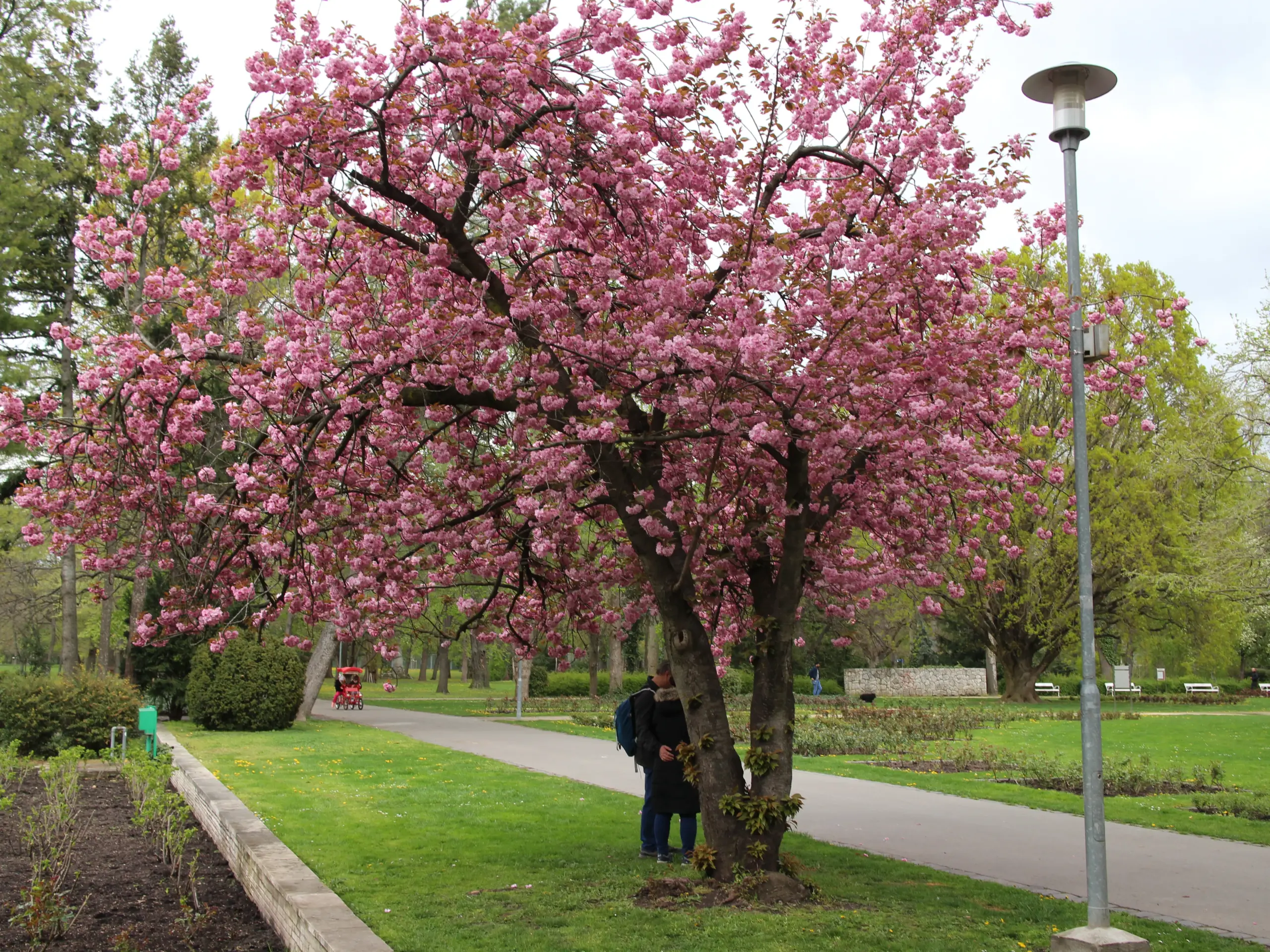 flowering cherry tree on Margaret Island in April